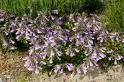 Penstemon hirsutus var. pygmaeus