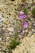 Penstemon laricifolius subsp. laricifolius