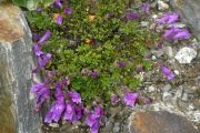 Penstemon menziesii