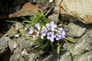 Penstemon paysoniorum