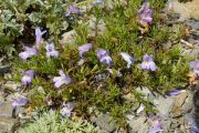 Penstemon teucrioides