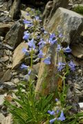 Penstemon virens