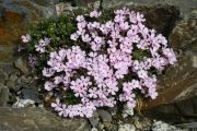 Phlox 'Karkula'