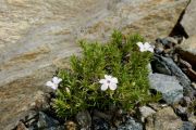 Phlox austromontana