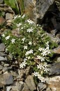 Phlox bryoides