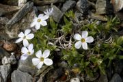 Phlox caespitosa