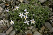 Phlox condensata