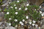 Phlox condensata