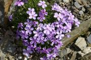 Phlox douglasii 'J.A.Hibberson'