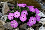 Phlox 'Alenka'