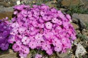 Phlox 'Alenka'