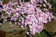 Phlox 'Boranovice'