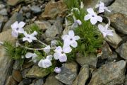 Phlox missoulensis