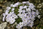 Phlox pulvinata