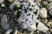 Phlox pulvinata