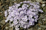 Phlox pulvinata