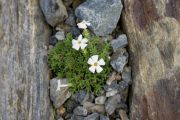 Phlox tumulosa