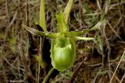 Phragmipedium reticulatum