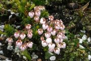 Phyllodoce glandulifera x caerulea