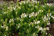 Phyllodoce intermedia 'Flora Slack'