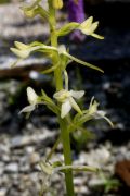 Platanthera bifolia