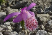 Pleione limprichtii