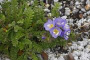 Polemonium boreale