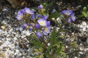 Polemonium boreale