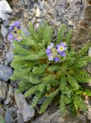 Polemonium chartaceum