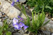 Polemonium viscosum