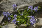 Polygala alpestris