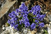 Polygala calcarea