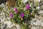 Polygala chamaebuxus