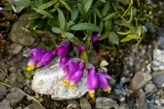 Polygala chamaebuxus