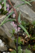 Polygonatum roseum