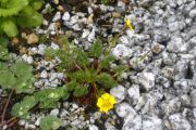 Potentilla coriandriifolia