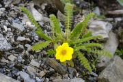 Potentilla microphylla