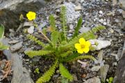 Potentilla microphylla