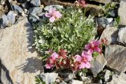 Potentilla nitida 'Compacta'