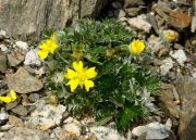 Potentilla nivea