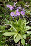 Primula algida