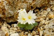 Primula allionii 'Anicka'