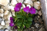 Primula allionii 'Mars'