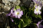 Primula allionii 'Pink Aire'