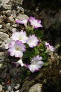 Primula allionii 'Pink Ice'