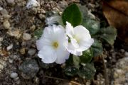 Primula allionii 'Snowflake'