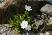 Primula allionii 'Tony'