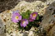 Primula allionii 'Tremovel'