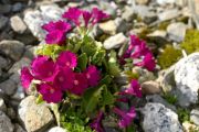 Primula apennina