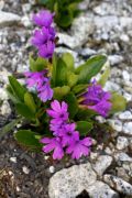 Primula berninae